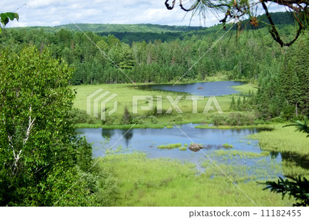 High angle view of a forest, Georgian Bay, Tobermory, Ontario, C High angle view of a forest, Georgian Bay, Tobermory, Ontario, C 11182455