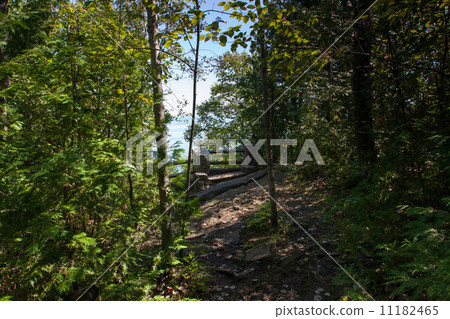 Trees in a forest, Tobermory, Ontario, Canada Trees in a forest, Tobermory, Ontario, Canada 11182465