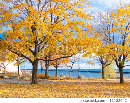 Autumn trees with bay in the background, Georgian Bay, Tobermory 11182642