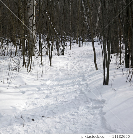 Trees in a snow covered landscape, Orangeville, Dufferin County, 11182690