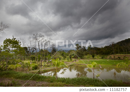 Trees in a forest, Costa Rica 11182757