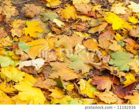 Close-up of dry maple leaves, Tobermory, Ontario, Canada Close-up of dry maple leaves, Tobermory, Ontario, Canada 11182816