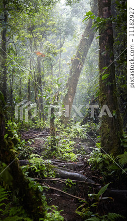 Trees in a forest, Costa Rica 11182927