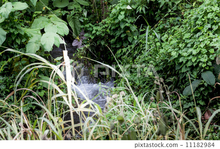Creek flowing through a forest, Costa Rica Creek flowing through a forest, Costa Rica 11182984
