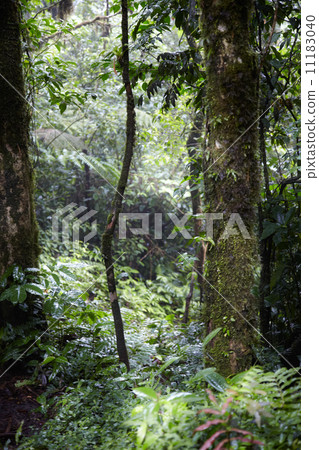 Trees in a forest, Costa Rica 11183040