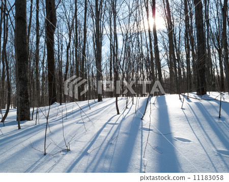Trees in a snow covered landscape, Orangeville, Dufferin County, 11183058
