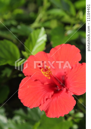 Hibiscus 11184401