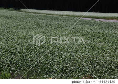 Buckwheat field Buckwheat field 11184480