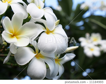Plumeria flowers 11184993