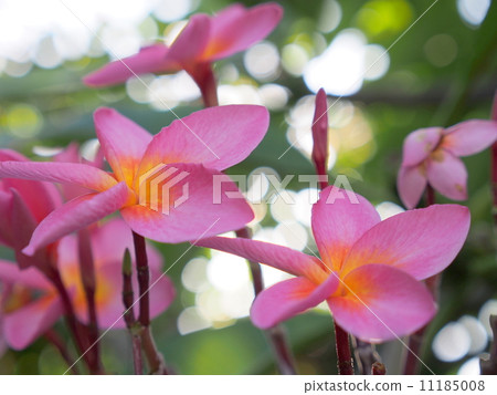 Plumeria flowers Plumeria flowers 11185008