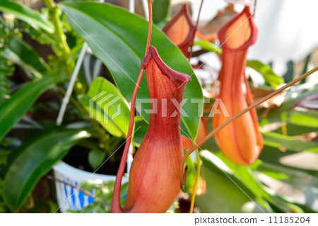 Ugubon Kuzura Ugubon Kuzura 11185204