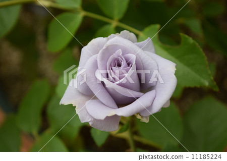 巴拉坦藍 巴拉坦藍 11185224