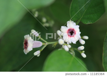 Natural plant Hexokazura, a beautiful flower but picking it .... But he is going to take medicine Natural plant Hexokazura, a beautiful flower but picking it .... But he is going to take medicine 11185364