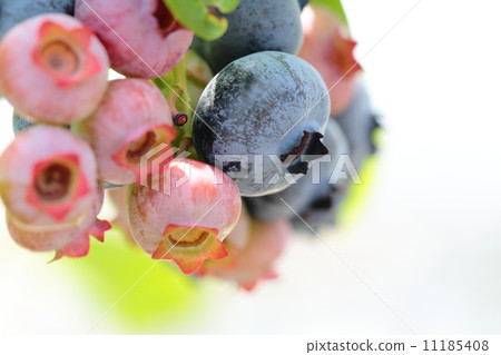 Blueberry Chandler's fruit 11185408