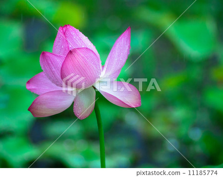 蓮花 蓮花 11185774
