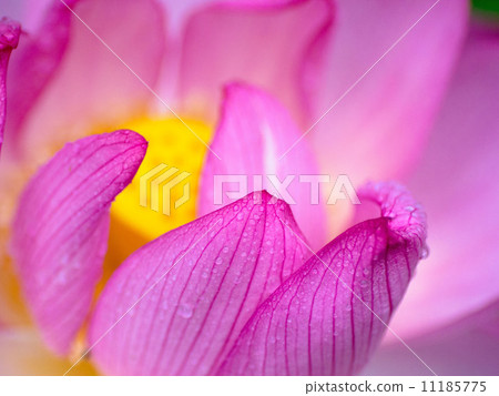 蓮花 蓮花 11185775