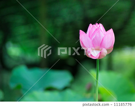 蓮花 蓮花 11185776