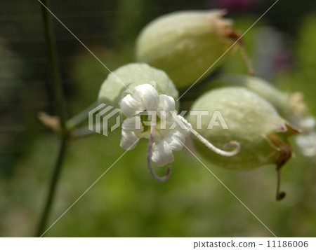 Cirene·Bulgaris Cirene·Bulgaris 11186006