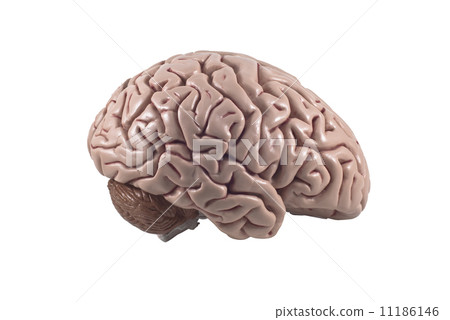 human brain model, isolated 11186146