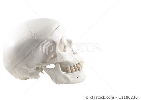 Human skull model,isolated 11186236