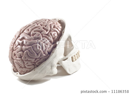 Human skull with brain model,isolated 11186358