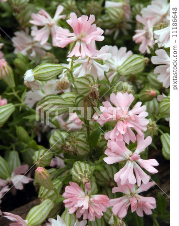 Fukuro Nadeshiko (Peach Blossom) Fukuro Nadeshiko (Peach Blossom) 11186648