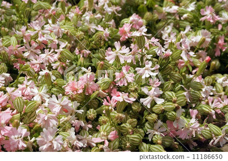 Fukuro Nadeshiko (Peach Blossom) Fukuro Nadeshiko (Peach Blossom) 11186650
