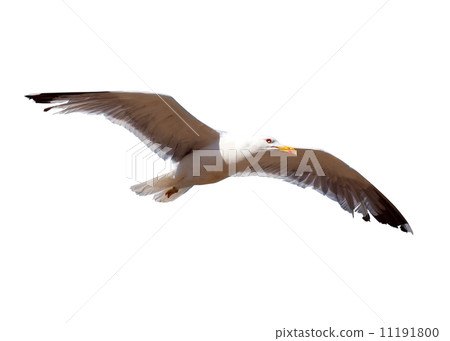 Soaring seagull. Isolated Soaring seagull. Isolated 11191800
