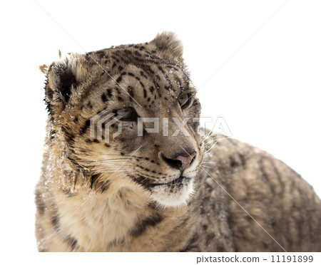Head of Snow leopard 11191899