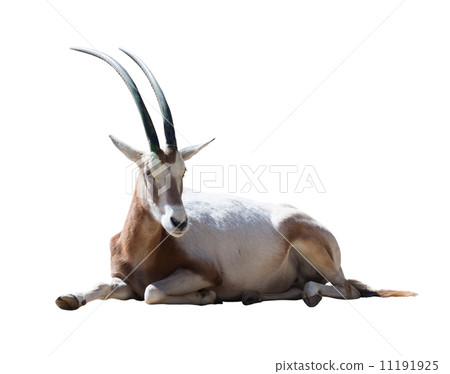 Oryx Scimitar 11191925