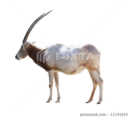 Oryx Scimitar 11191955
