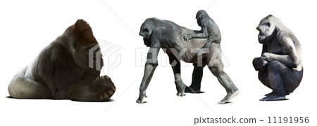 Set of gorillas. Isolated on white 11191956