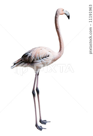 Standing flamingo. Isolated over white Standing flamingo. Isolated over white 11191963
