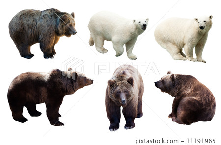 Set of polar and brown bears Set of polar and brown bears 11191965
