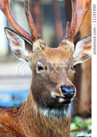 Sika deer (Cervus nippon) 11191990