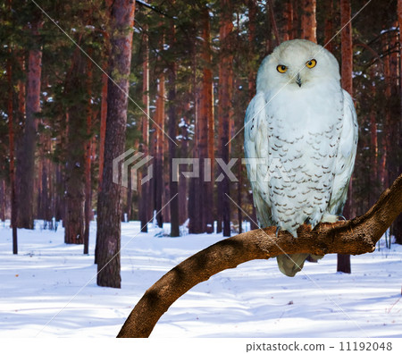 Snowy Owl at pine forest 11192048