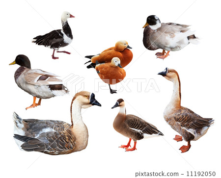 Set of few geese and ducks 11192050