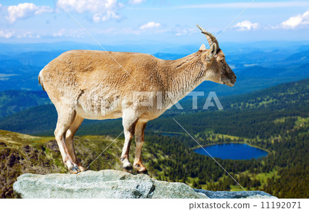 barbary sheep on rock 11192071