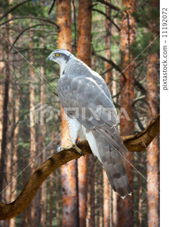 Goshawk in pine forest 11192072