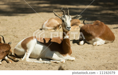 mohor gazelles on sand mohor gazelles on sand 11192079