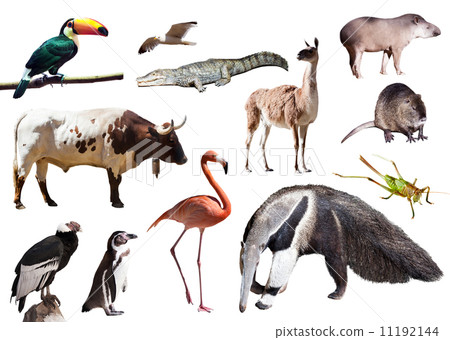 giant anteater and other animals of South America 11192144