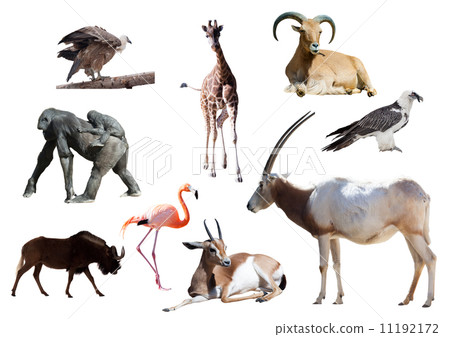 Oryx Scimitar and other African animals 11192172