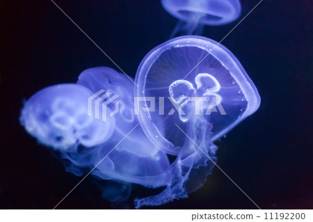 Stock Photo: jellyfish in deep dark water