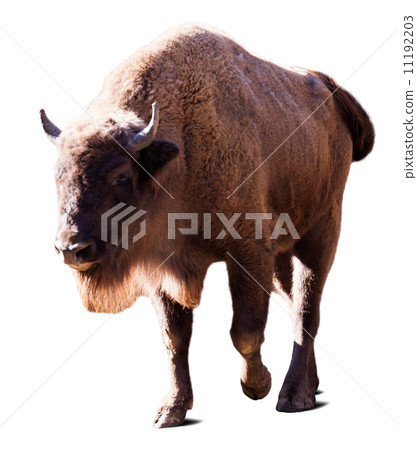 European bison. Isolated over white 11192203