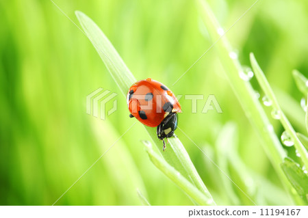 ladybug on grass 11194167