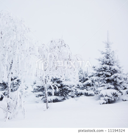 winter trees 11194324