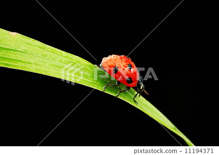 ladybug isolated on black ladybug isolated on black 11194371