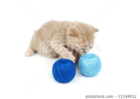 cat and blue wool ball cat and blue wool ball 11194612