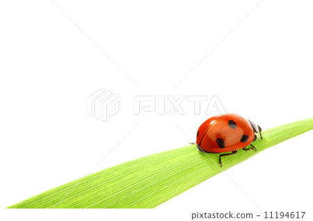 ladybug on grass 11194617