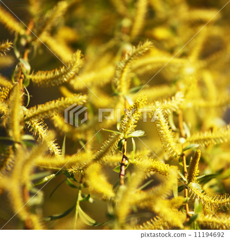 yellow flower 11194692